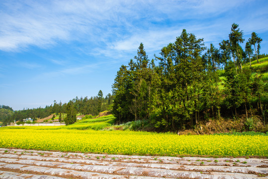 山村油菜花