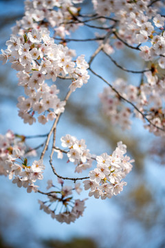 樱花