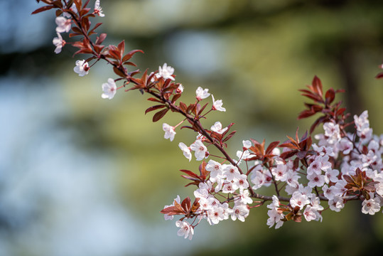 樱花
