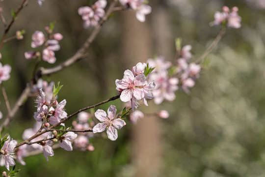 粉色樱花