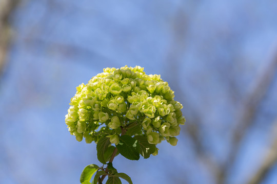绿色绣球花