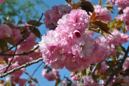 樱花特写