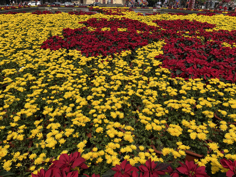 越南海防广场菊花