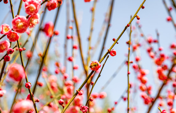 梅花