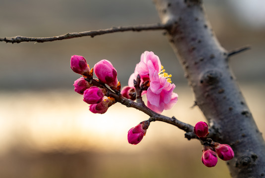 梅花