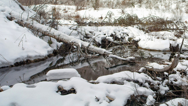 雪地上一棵倒在小溪里的大树