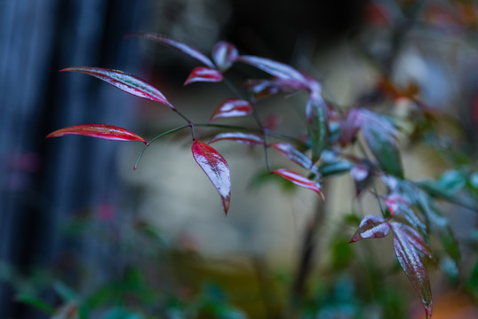 雨后树叶