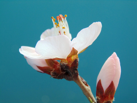 桃花特写