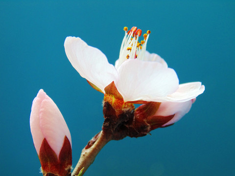 桃花高清图