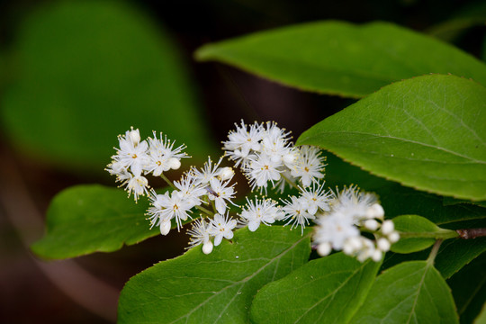 白檀花