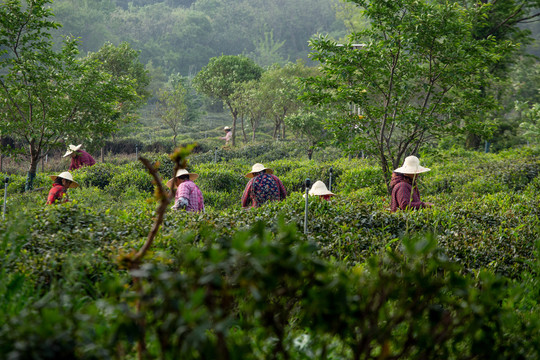 采茶人