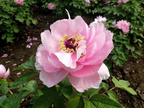 牡丹花