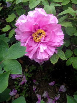 牡丹花