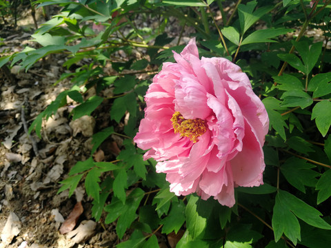 牡丹花