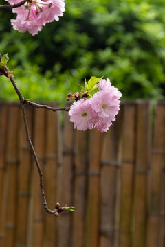 粉色樱花