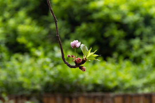 樱花