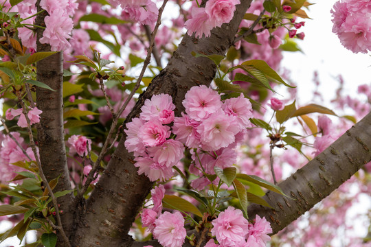 樱花