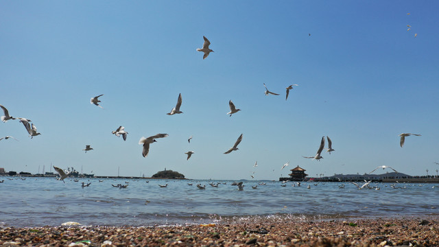 青岛栈桥海鸥