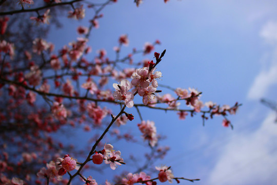 樱桃花