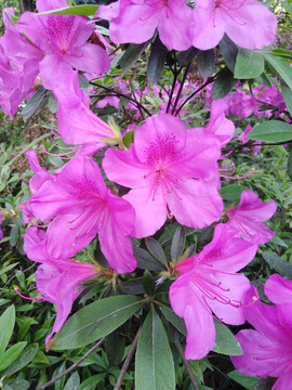 杜鹃花
