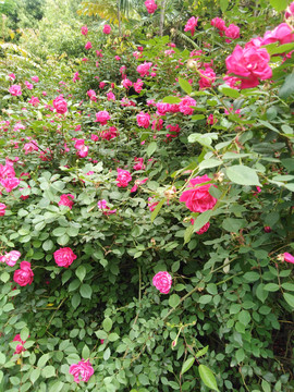 月季花