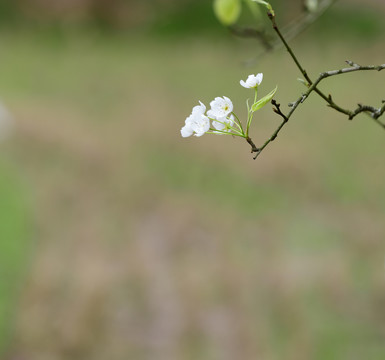 梨花