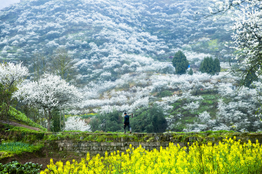 田园风光