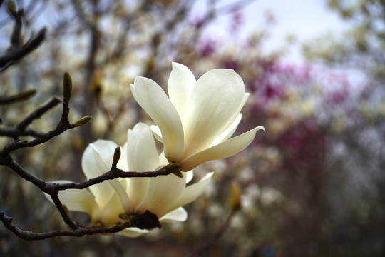 玉兰花开