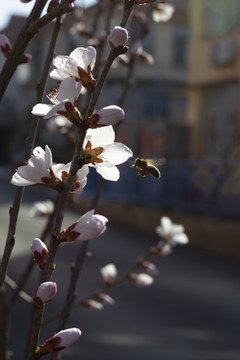 花香引得蜜蜂来桃花图