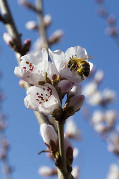 花香引得蜜蜂来桃花图