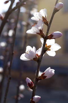 春天鲜花盛开的季节桃花图