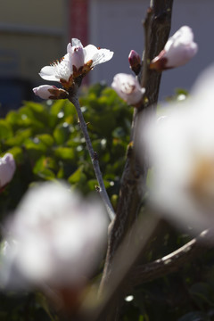 春天鲜花盛开的季节桃花图