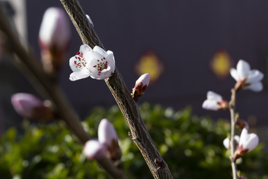 春天鲜花盛开的季节桃花图