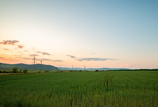 麦田