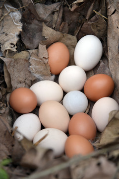 草堆鸡蛋