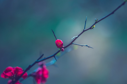 梅花特写