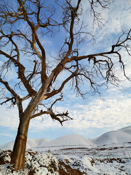 雪地里的枯树