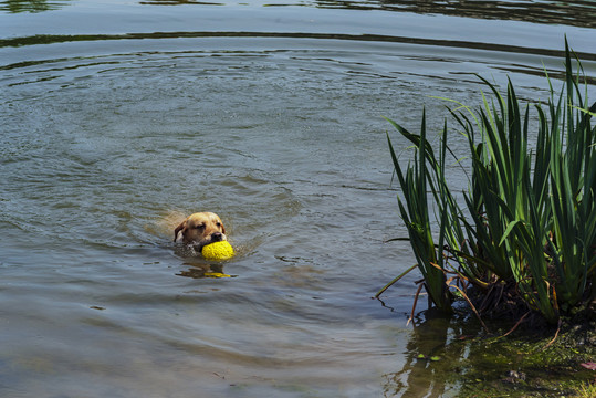 水中训犬