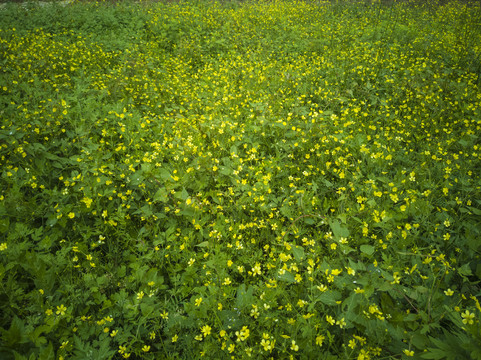 黄金菊