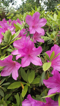 杜鹃花