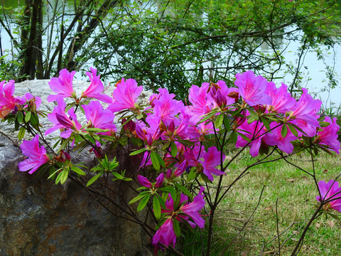 锦绣杜鹃花