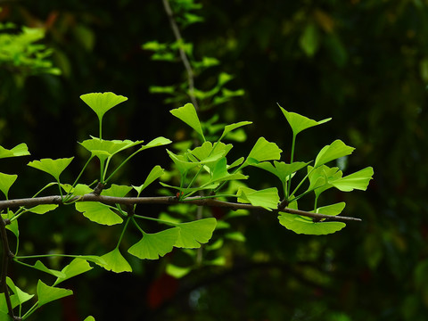 竹节虫植物