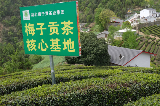 梅子垭茶二