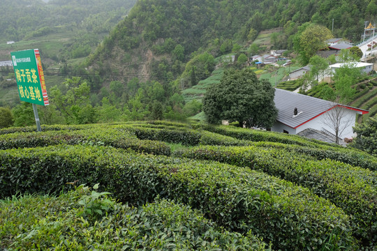 梅子垭茶三