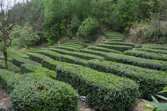 梅子垭茶八