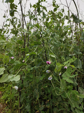 豌豆种植