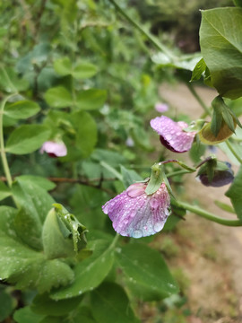 雨后的豌豆花