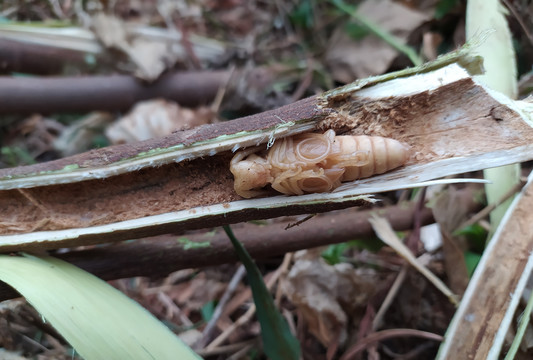 星天牛幼虫