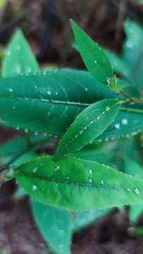 绿叶雨滴