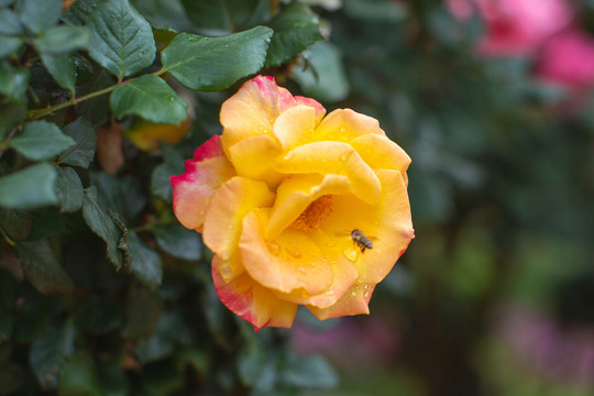 黄色月季花与蜜蜂